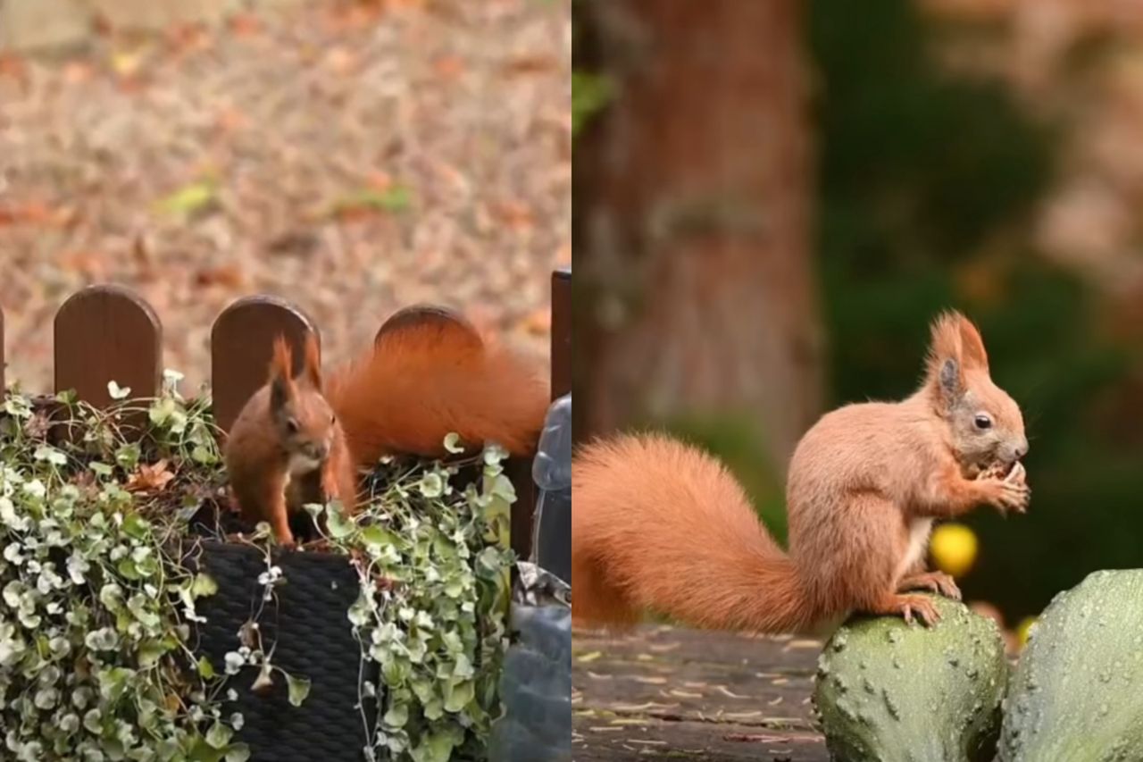 Leśnik przechodził obok płotu. Natychmiast złapał za telefon