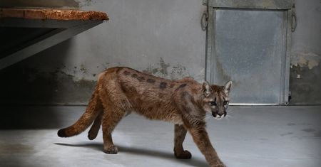 Młoda puma trafiła do ZOO. Nie będzie można jej oglądać