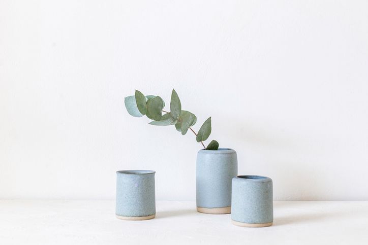 Eukaliptus - gatunki, właściwości lecznicze, zastosowanie, cena, uprawa w domu