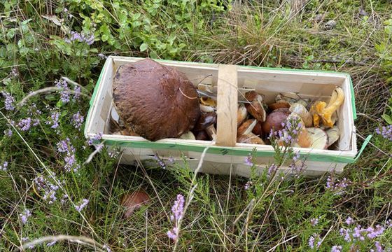 Zbiory grzybów w polskich lasach szacuje się średnio na ok. 100 tys. ton rocznie