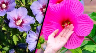 Czy hibiskusa trzeba przycinać przed zimą? Jesienią łatwo popełnić błąd