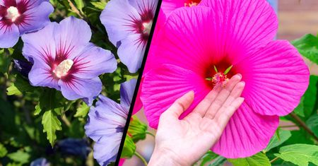 Czy hibiskusa trzeba przycinać przed zimą? Jesienią łatwo popełnić błąd