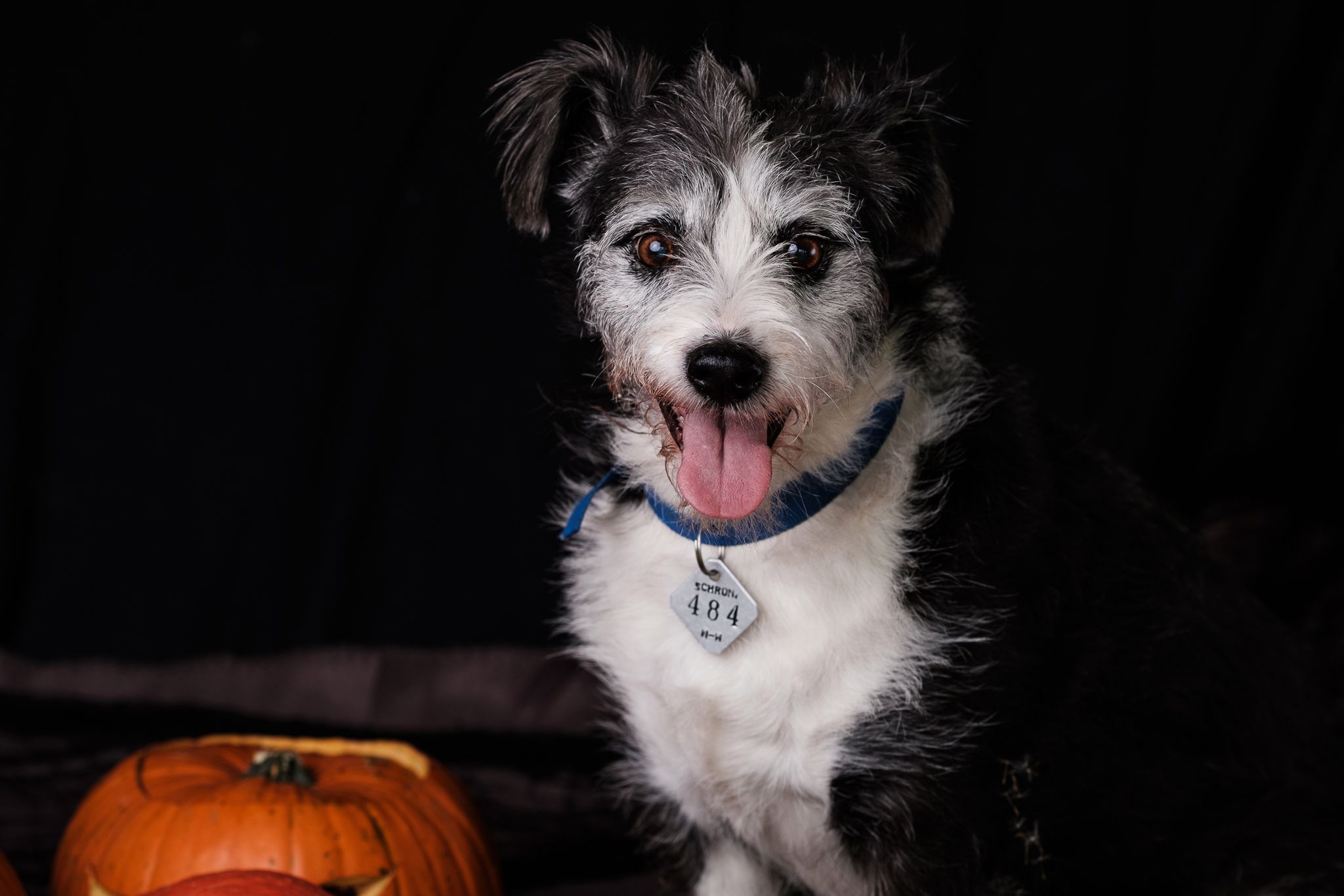 Halloween 2019: Zrobiłem sesję w schronisku, by pomóc w adopcji zwierząt 27