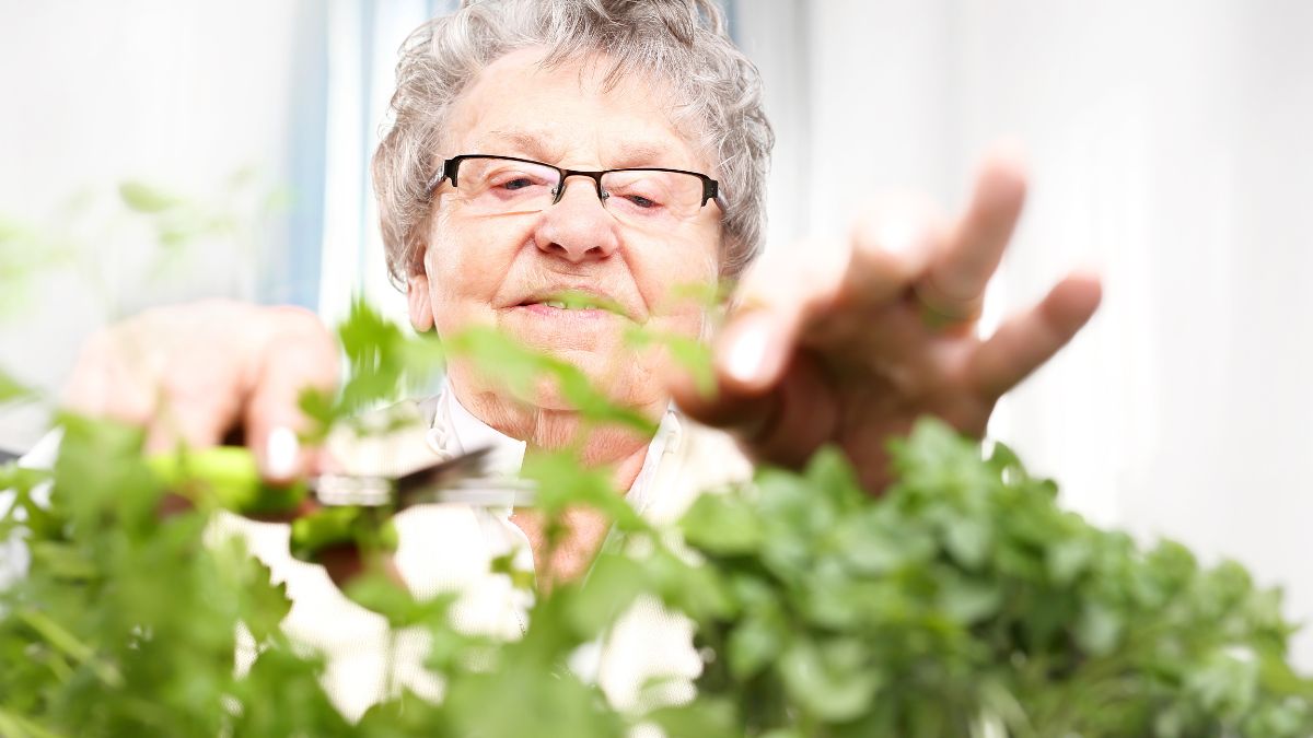 Nasze babcie doceniały tę roślinę