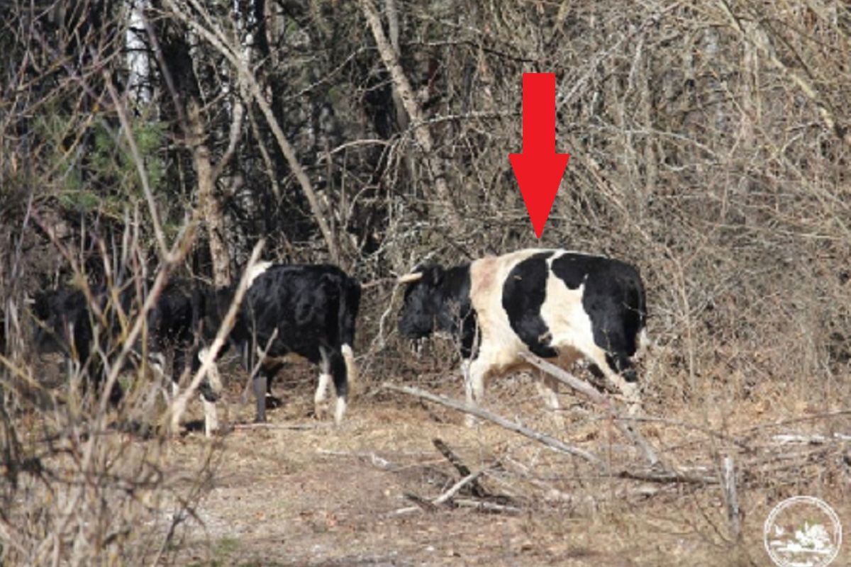 Dziki atak w Strefie Wykluczenia. Niedźwiedź rani byka