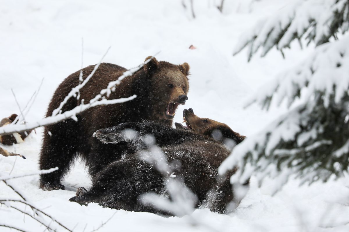 Niedźwiedź brunatny zaatakował mężczyznę w Słowacji. Zdjęcie ilustracyjne