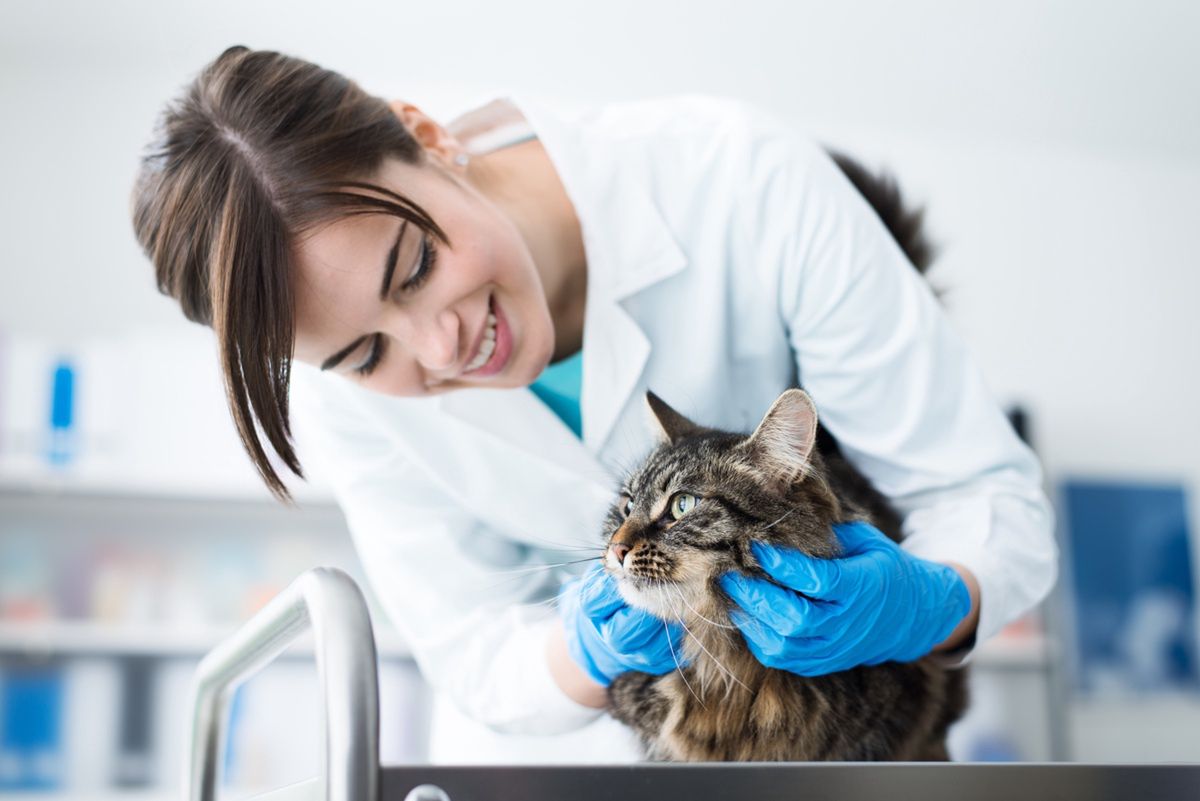 Smiling veterinarian examining a cat on the surgical table, pet care concept
Pet,Veterinarian,Cat,Animal,Pet care,Clinic,Healthcare,Medicine,Hospital,Doctor,Veterinary,Vet,Medical,Female,Examining,Woman,Smiling,Cuddling,Animal hospital,Cute,Feline,Female doctor,Gloves,Healthcare Worker,Job,Lab Coat,Medical Occupation,Office,Surgical table,Veterinary Medicine