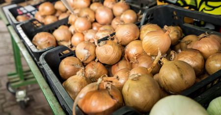 Będzie jeszcze drożej? Susza niszczy plony cebuli