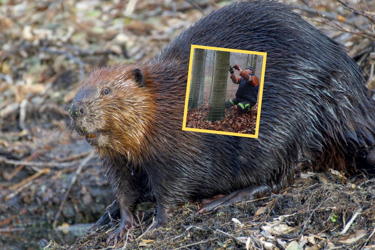 Leśnicy musieli interweniować. Oto co zrobił bóbr