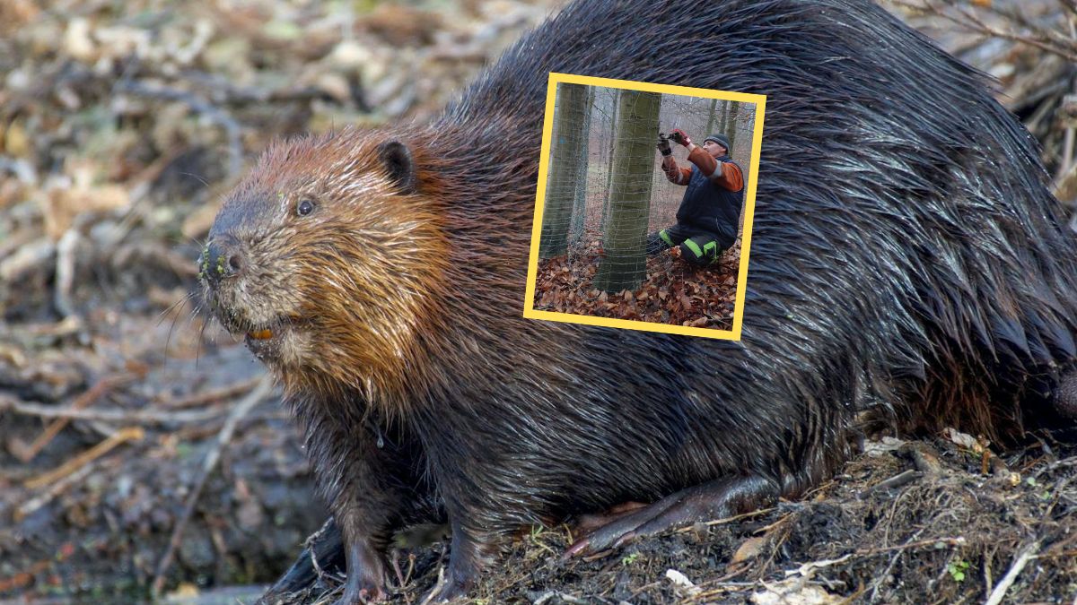 Leśnicy zabezpieczają drzewa przed bobrami