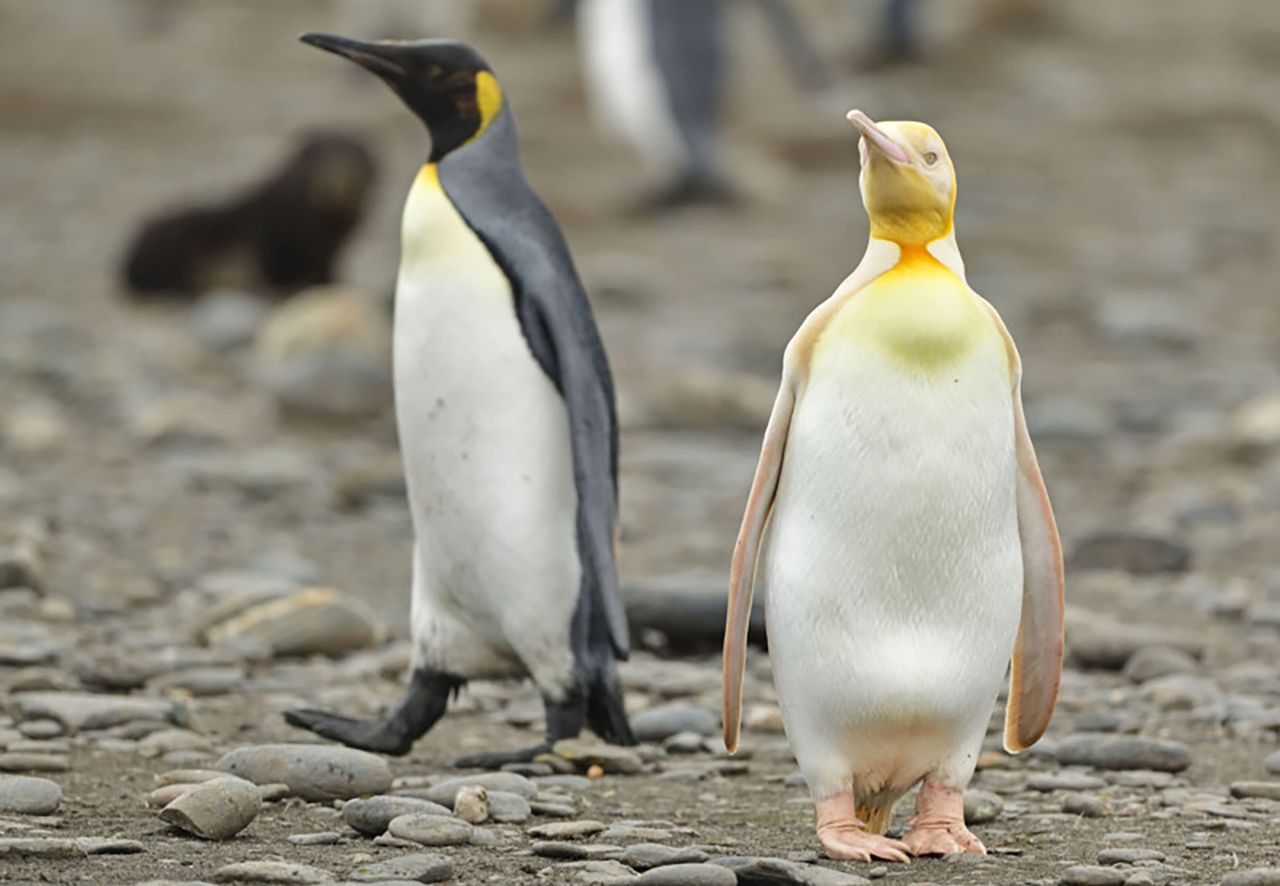 Żółty pingwin po raz pierwszy na zdjęciach. Nikt go wcześniej nie widział