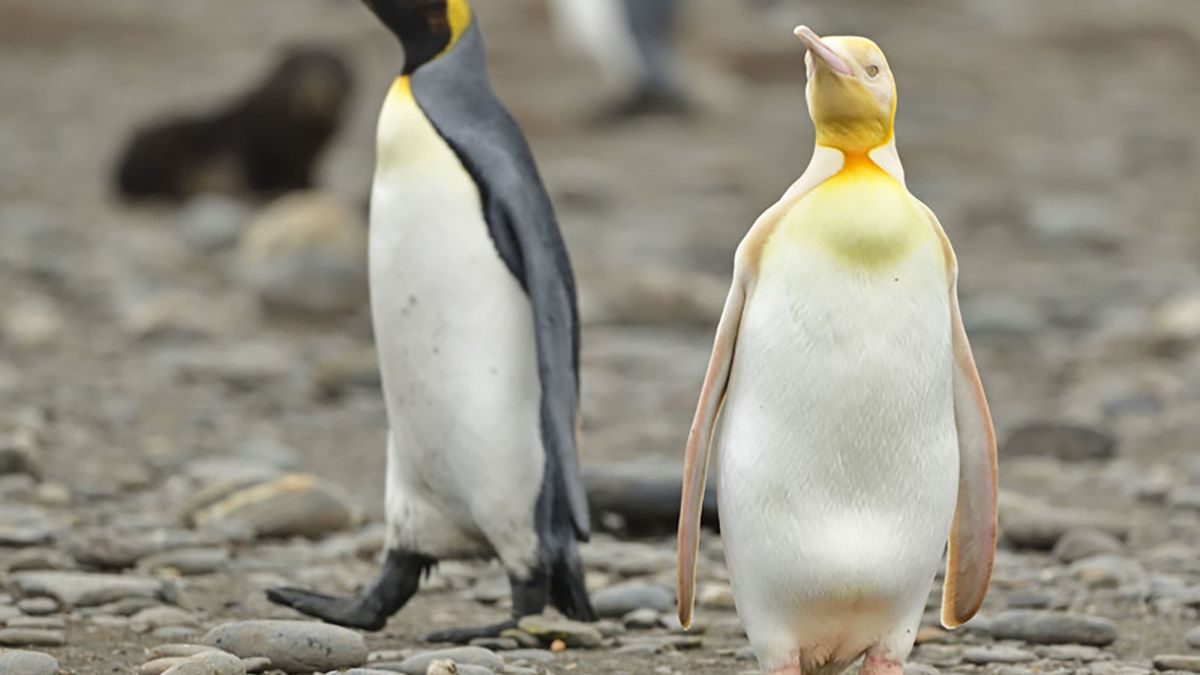 Żółty pingwin po raz pierwszy na zdjęciach. Nikt go wcześniej nie widział 1