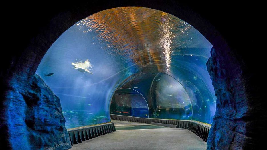 Wrocław. Złota Pinezka dla Afrykarium. Specjalne wyróżnienie dla ZOO Wrocław