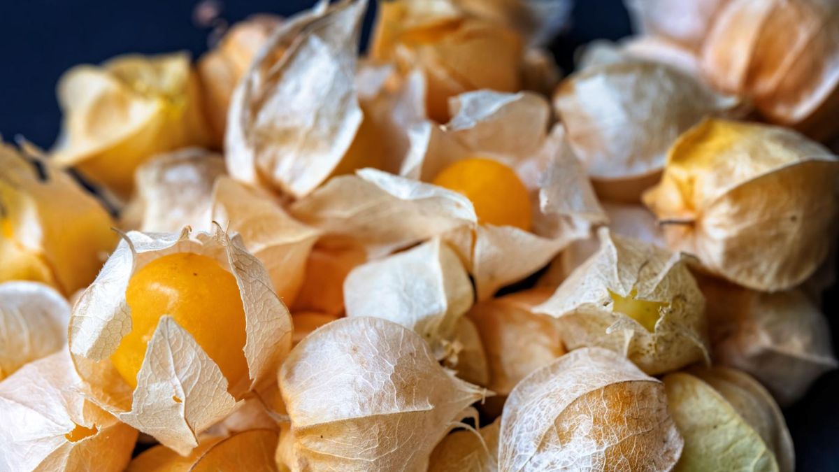 Miechunka to mały i niezwykle bogaty w składniki odżywcze owoc, który warto włączyć do swojej diety.