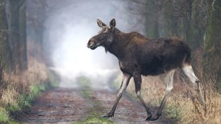 Łosie coraz śmielej wchodzą do Warszawy. Biolog mówi, co nas czeka