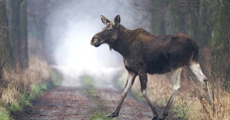 Łosie coraz śmielej wchodzą do Warszawy. Biolog mówi, co nas czeka