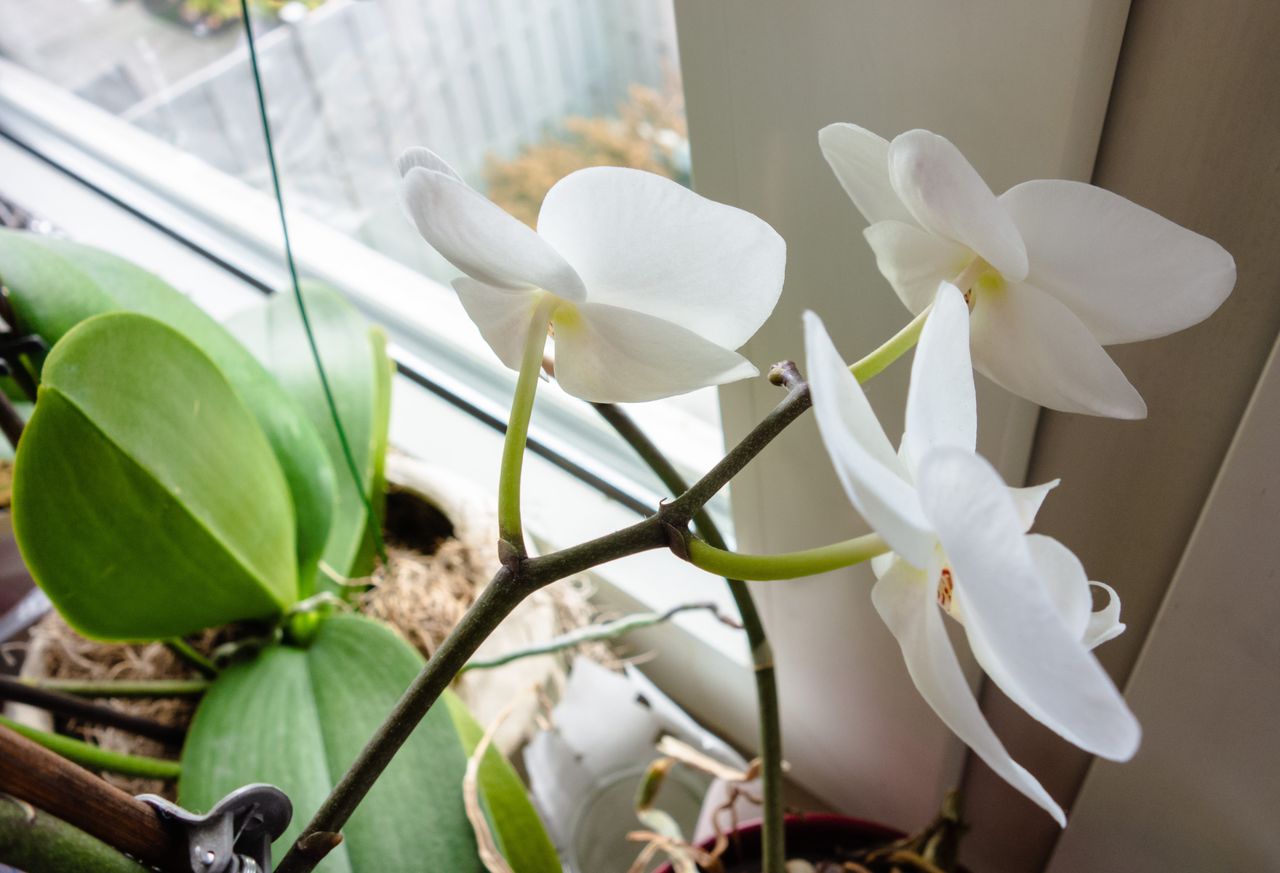 Beim Überwintern von Orchideen: Pflegetipps für Herbst und Winter