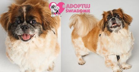 #AdoptujŚwiadomie: Pudelek szuka domu dla porzuconego Siemka