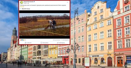 Atak agresywnego psa. Pogryzł owczarka i człowieka