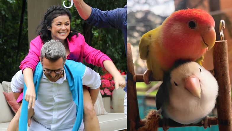 Papużki nierozłączki, które wyglądają jak "Kurzopki" (ZDJĘCIA) 