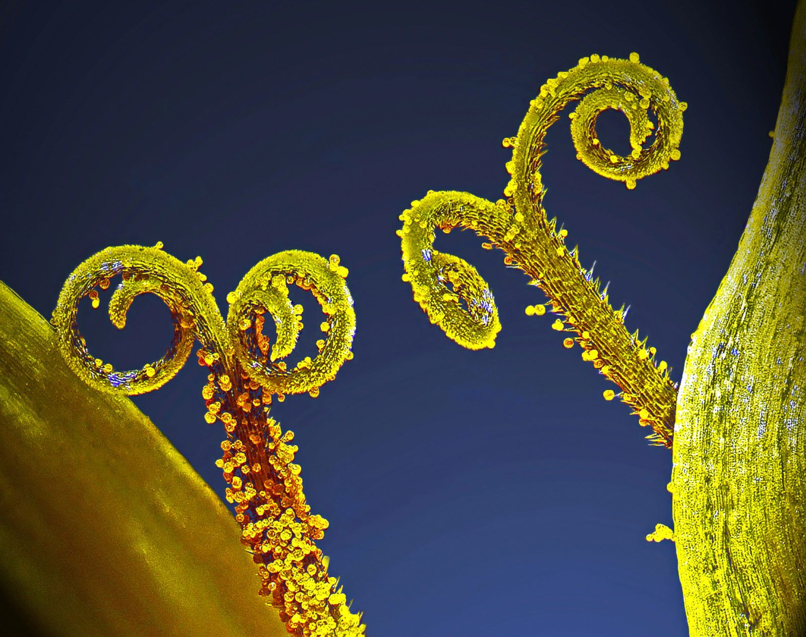 Niesamowity świat widziany z bardzo bliska - Nikon Small World 2018 10