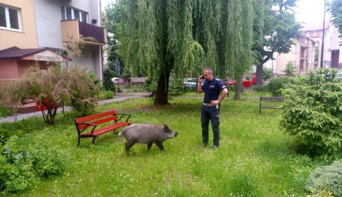 Dzik na placu zabaw (fot. Policja)