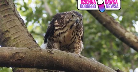 Zadra do zadań specjalnych. Wystarczy jeden przelot i uciekają w popłochu