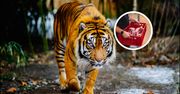 Szukają ludzi do pracy w zoo. Tyle płacą za karmienie tygrysów
