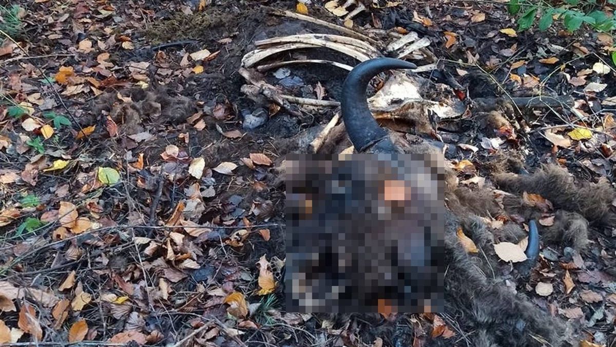 Na terenie Nadleśnictwa Trzcianka (woj. wielkopolskie) znaleziono martwego żubra. 