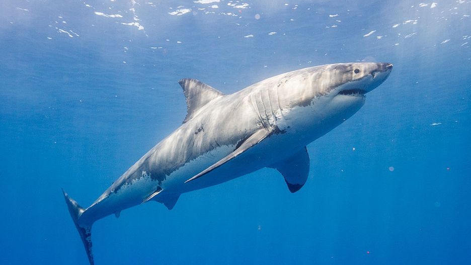Rekin zaatakował surfera u wybrzeży Australii