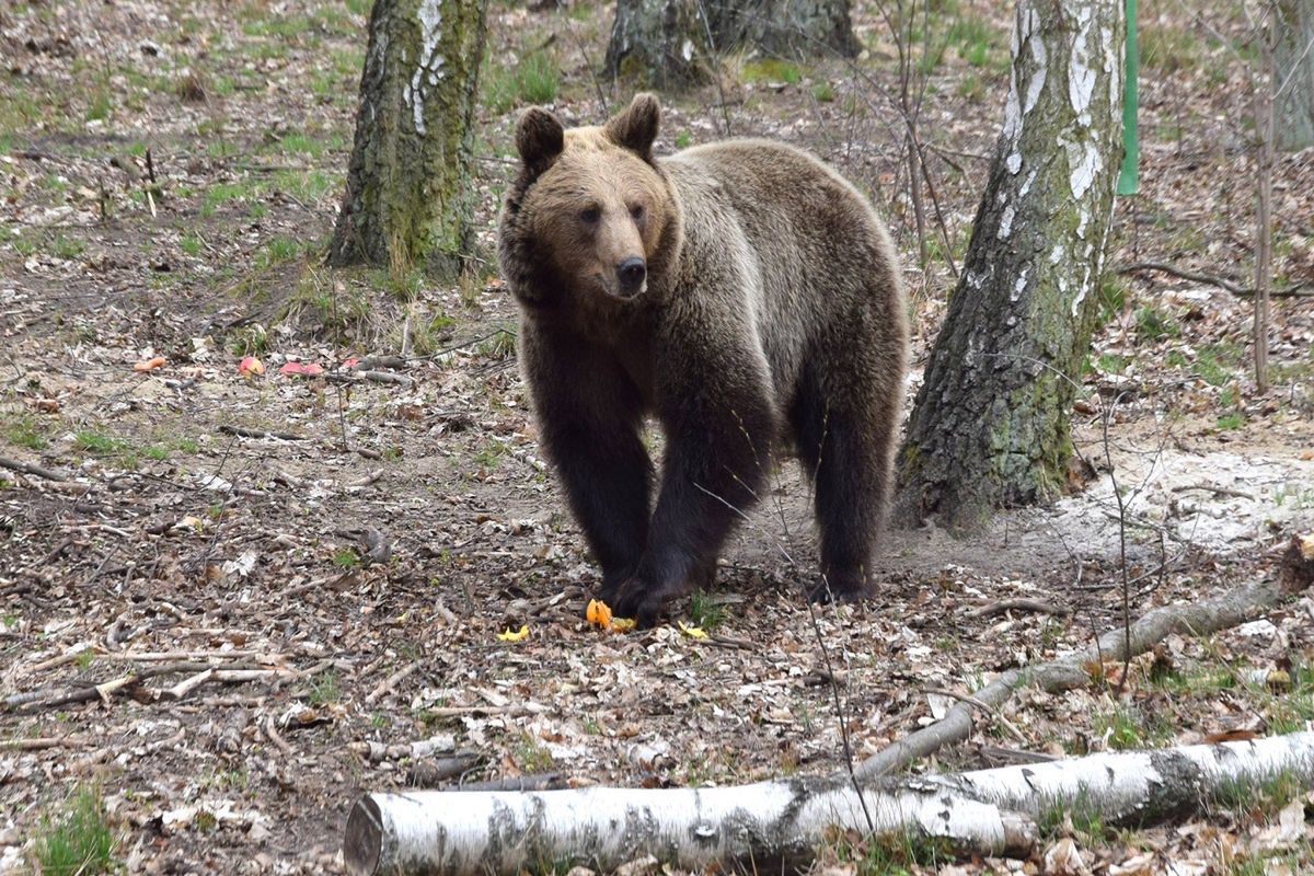 Tak teraz wygląda zoo w Poznaniu. "Wichura zaszalała bardzo"