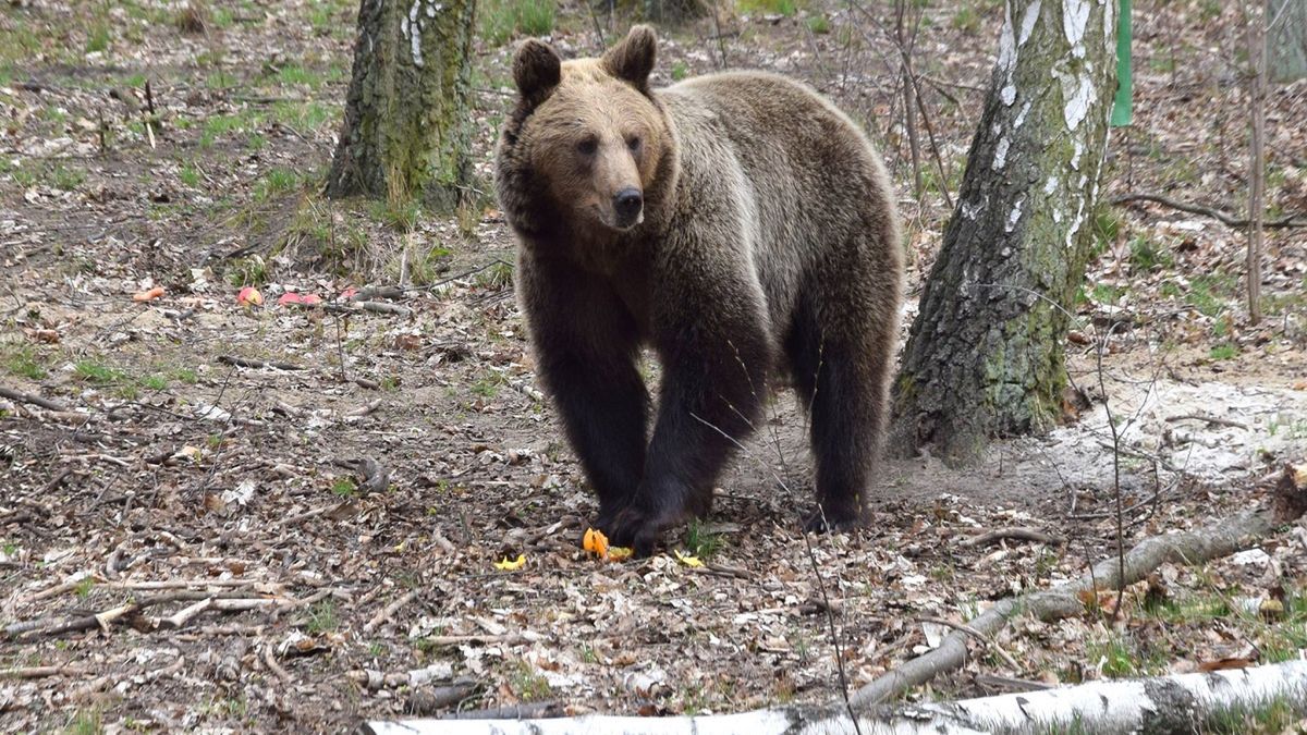 Wichury wywołały zniszczenia w poznańskim ZOO