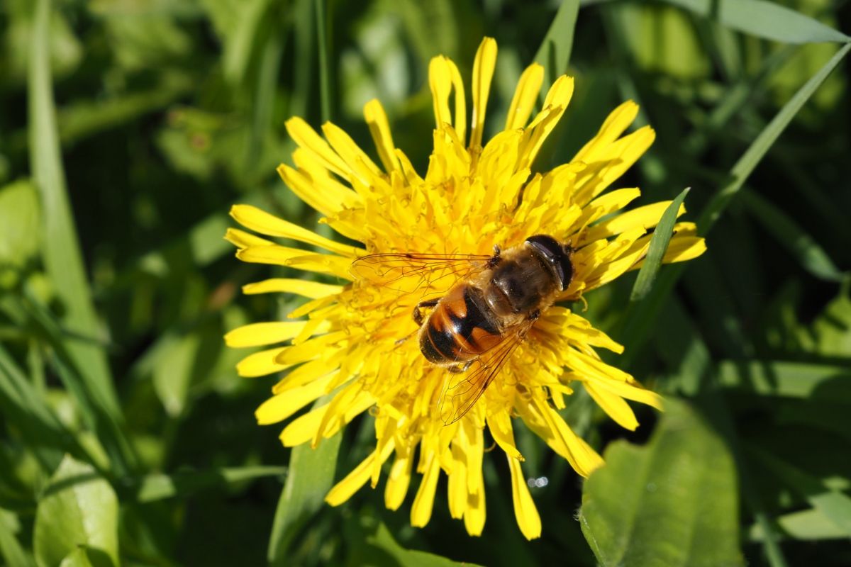 &quot;Mają taką życiową strategię, by wyglądem imitować owady groźne (...)&quot;