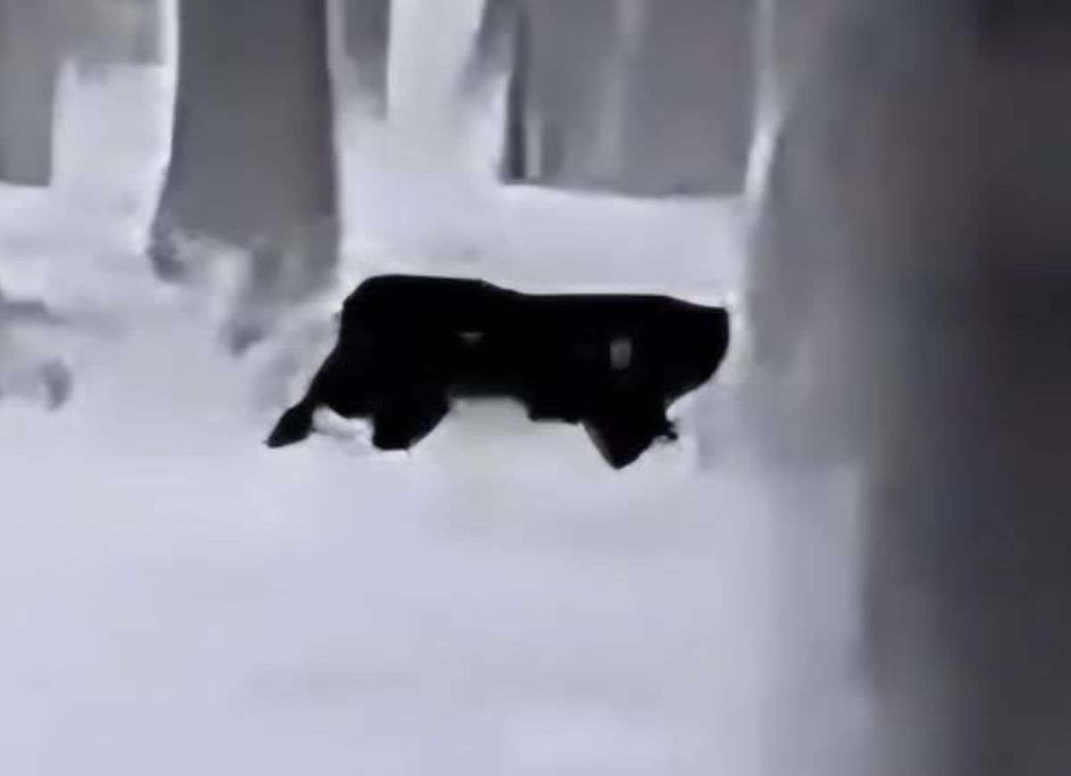 Kolejna puma na wolności? Gmina wydała ostrzeżenia