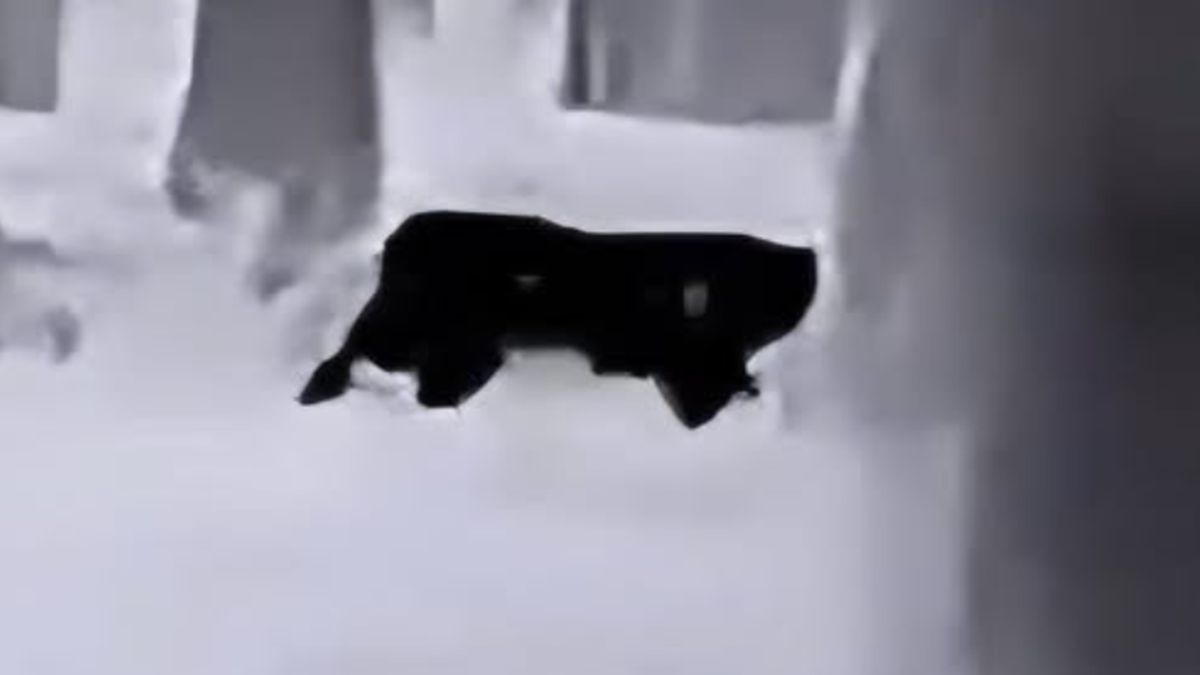 Puma widziana na Dolnym Śląsku.