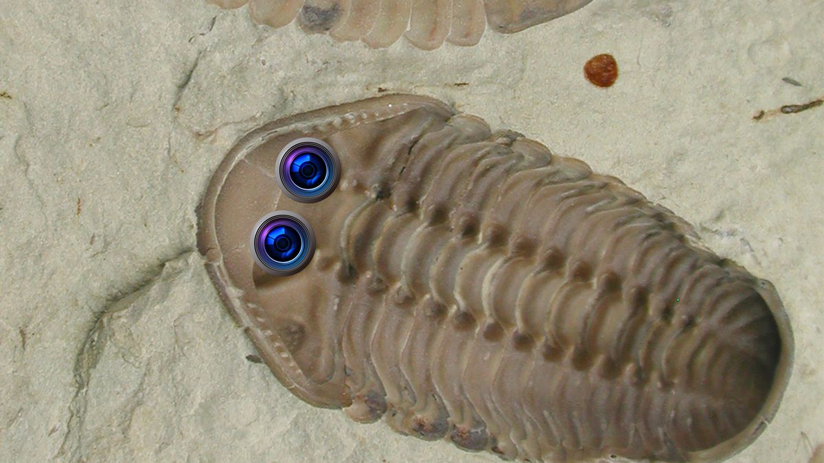 Ma ogromną głębię ostrości. Naukowcy skonstruowali aparat w oparciu o skamieliny 1