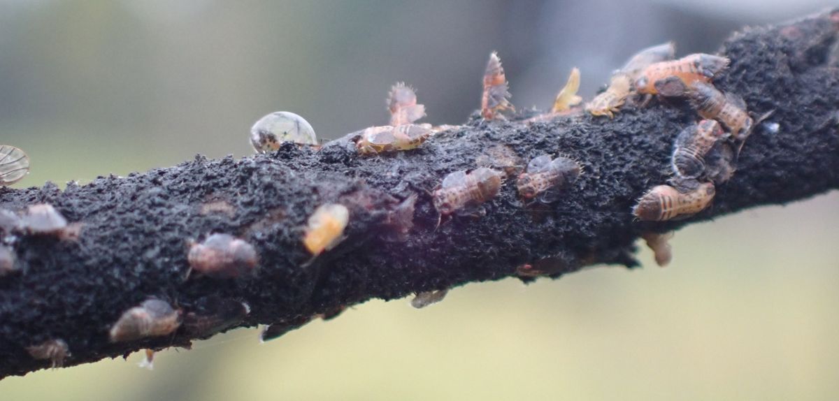 Ogromna populacja miodówki jesienią 2025. Co to oznacza dla sadowników w 2026?