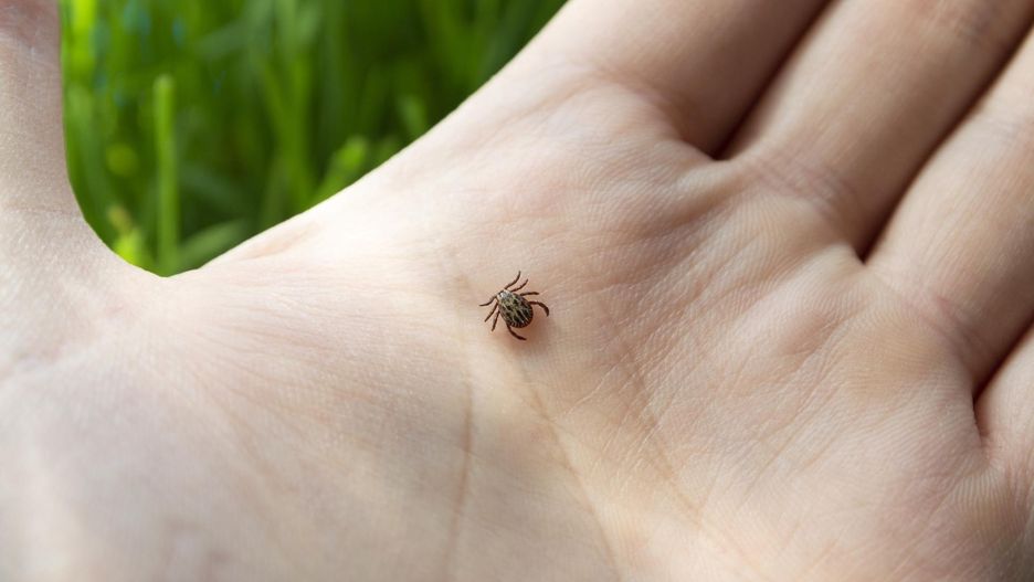 Kleszcze nienawidzą tych zapachów. Będą cię omijać z daleka