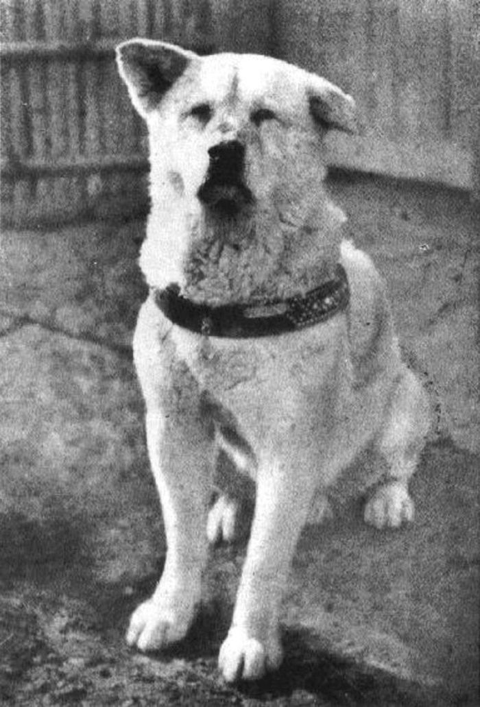 Rzadkie zdjęcia psa Hachiko, który czekał na swojego pana aż do śmierci 4