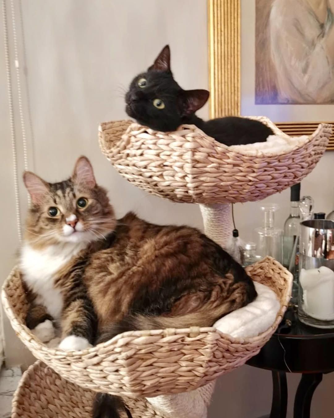 Majka Jeżowska kocha swoje koty 