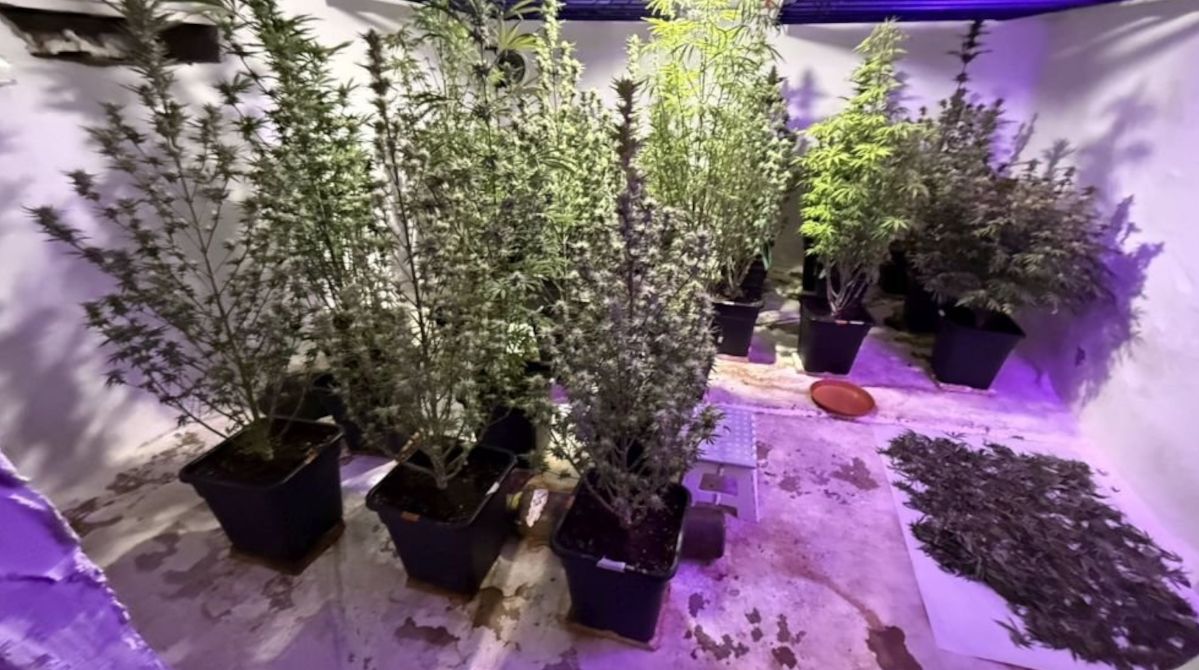 Kieleccy policjanci przejęli dwa kilogramy marihuany i 28 krzaków konopi