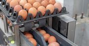 Amerykanie potrzebują jajek z Polski. Poprosili o pomoc