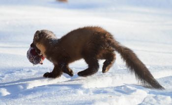 Leśnicy pokazali zdjęcie. Tak buszowała w śniegu