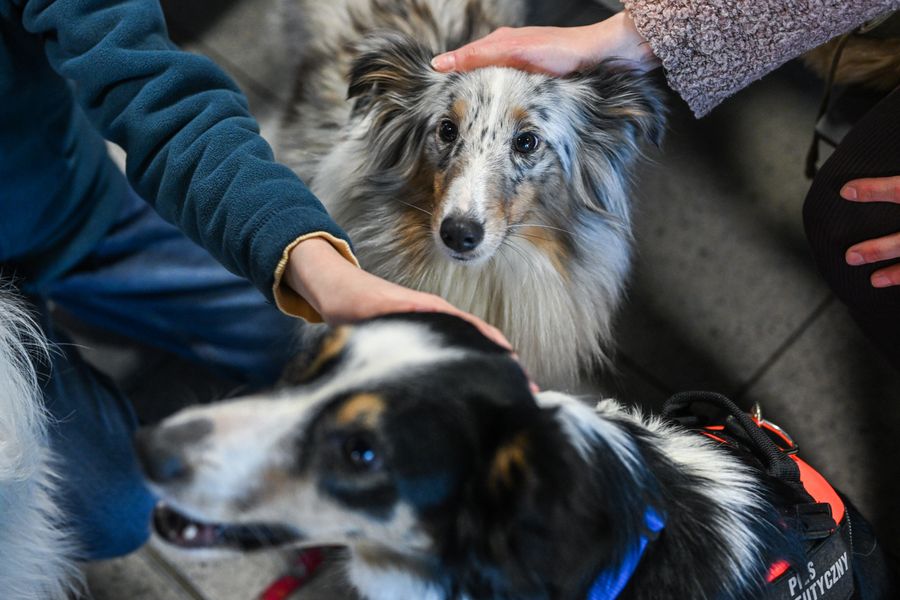 KRAKOW, POLAND - MARCH 29: Dog trainer and behaviorist Katarzyna Harmata, age 40 talks with passengers whilte they cuddle the dogs, Zen, Lara, and Ciri during a shift inside the boarding terminal 1 of Krakow Airport on March 29, 2023 in Krakow, Poland. Krakow Airport, since 2019 has Katarzyna Harmata together with Zen, Lara, and Ciri walking by the boarding gates in order to help passengers to coop with pre-flight anxiety and stress. Every Monday, Wednesday, and Friday, passengers have the chance to calm down their senses. The concept of therapy dogs in Europe started at Krakow airport, and Zen, a border collie dog 5 years and a half old is the first European therapy dog operating inside an airport. Aviation market analysts estimate that in 2022, the passenger traffic at Krakow Airport was higher than 5 million. (Photo by Omar Marques/Anadolu Agency via Getty Images)