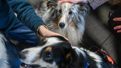 Kochane czworonogi. Pomagają w zaburzeniach psychicznych?