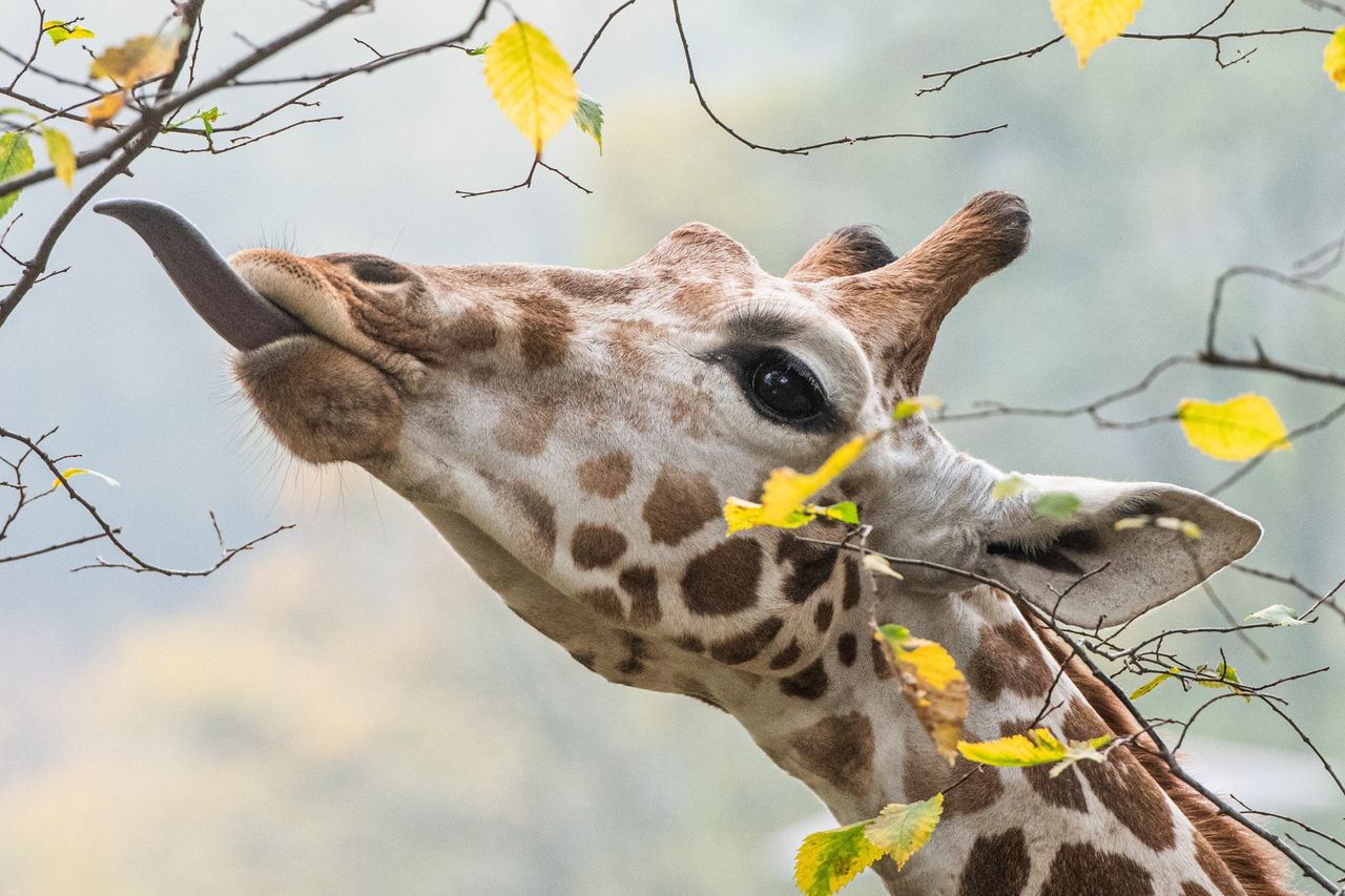 Nowe ZOO w Poznaniu. Przewodnik po atrakcjach i praktyczne informacje