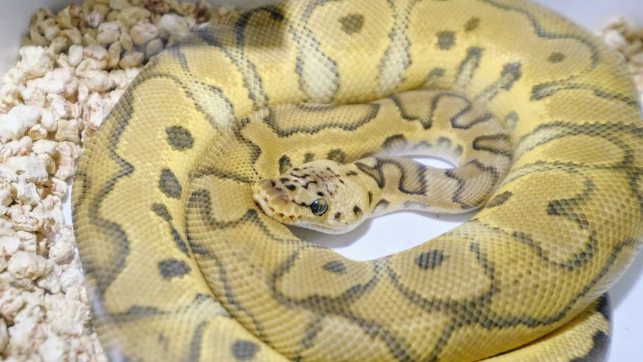 Exotic Fest 2025 na MTP w Poznaniu