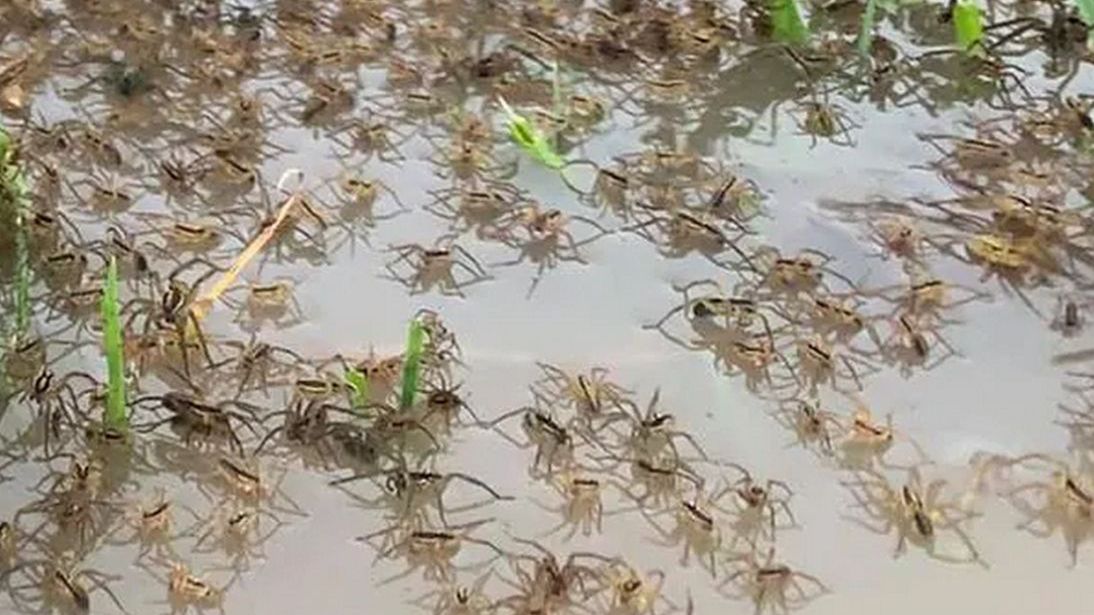Pająki sparaliżowały Nową Południową Walię