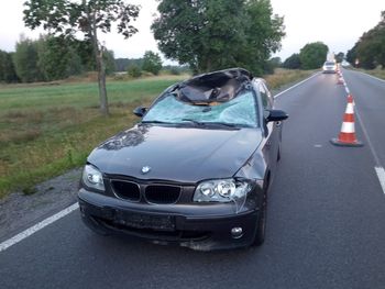 Jesienne zagrożenie na drogach. Coraz więcej zdarzeń z udziałem dzikiej zwierzyny