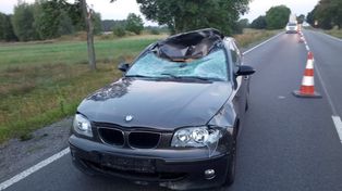 Jesienne zagrożenie na drogach. Coraz więcej zdarzeń z udziałem dzikiej zwierzyny